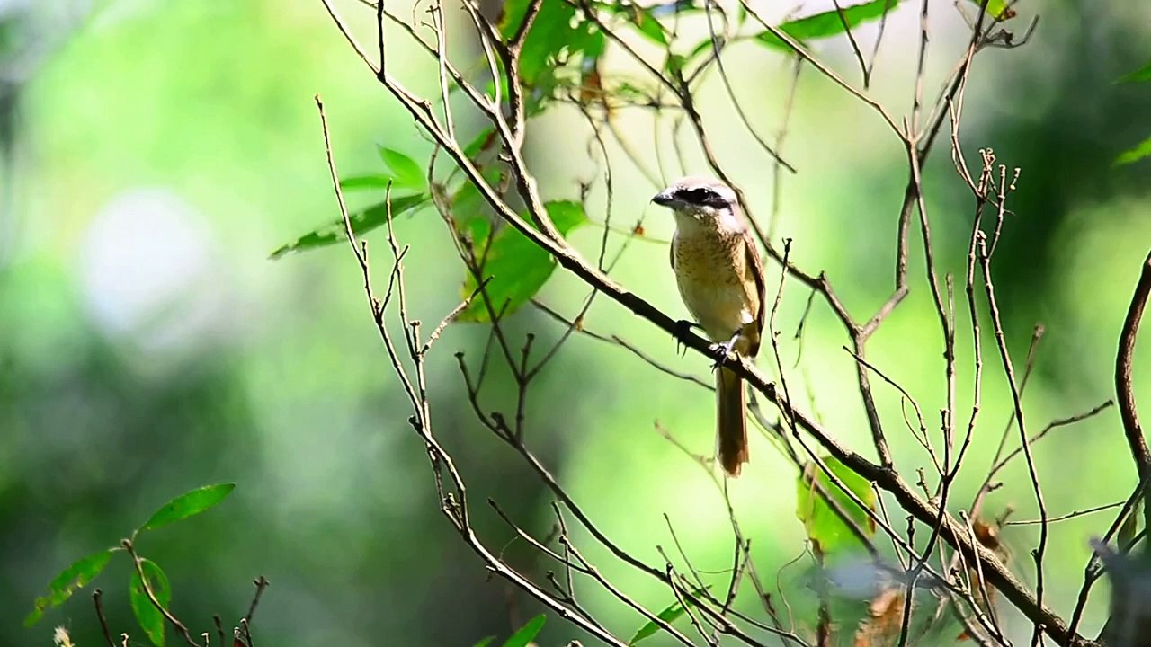 Brown Shrike's call -Singapore