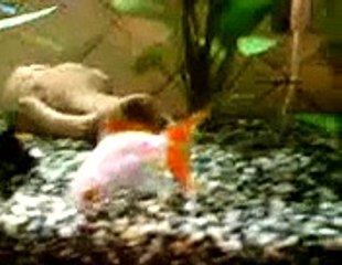 il mio primo acquario 63lt, betta,scalare,platy,lebistes.avi