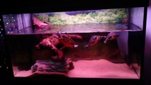 Turtles,Malawi Cichlids & Guppies