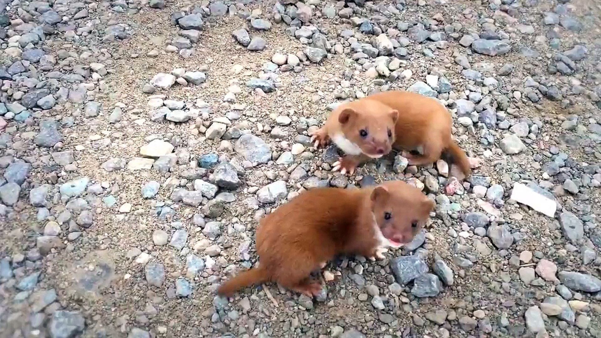 Cute baby animals!