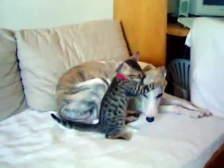 Fly Whippet  & Joey Jungle Bengal (1) Babysitting