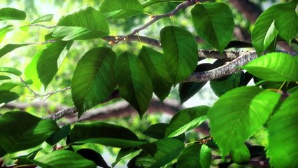 Nintendo - PIKMIN Short Movies