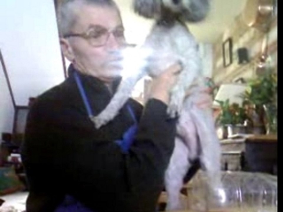 Chien gris