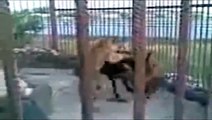 Epic battle between a Donkey 2 Lions and a Gunman