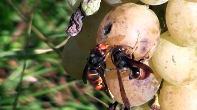 Frelons asiatiques ( Vespa velutina ) en train de se gaver de jus de raisin...