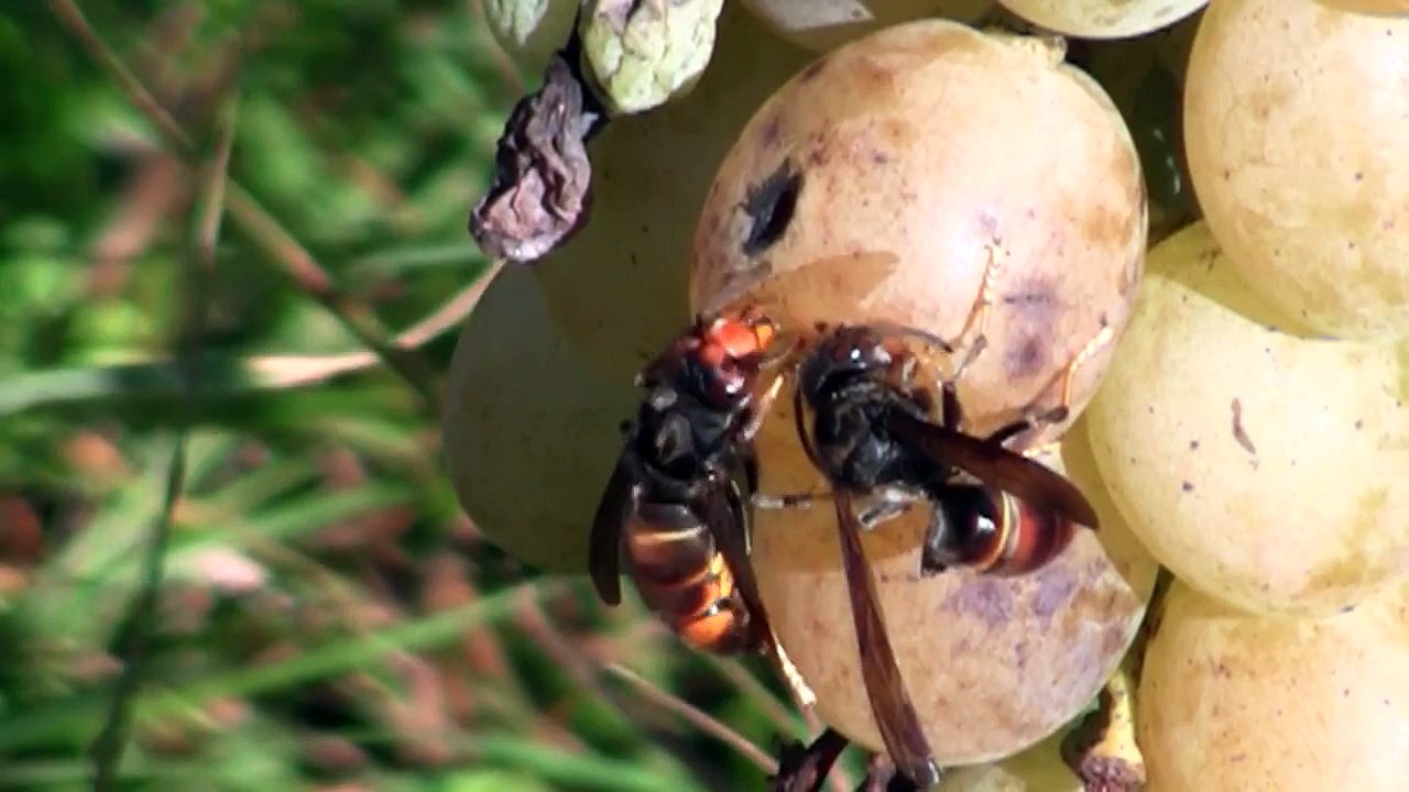 Frelons asiatiques ( Vespa velutina ) en train de se gaver de jus de raisin...