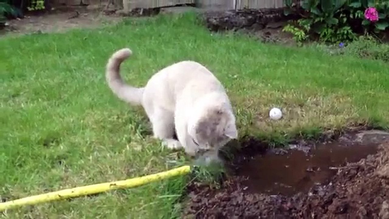 Chat joue avec de l'eau