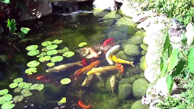 Koi Fish Pond