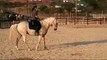 Art of Horsemanship - Majuba