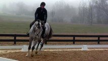 Snowbird Dressage Training MTF (sport horse in training)