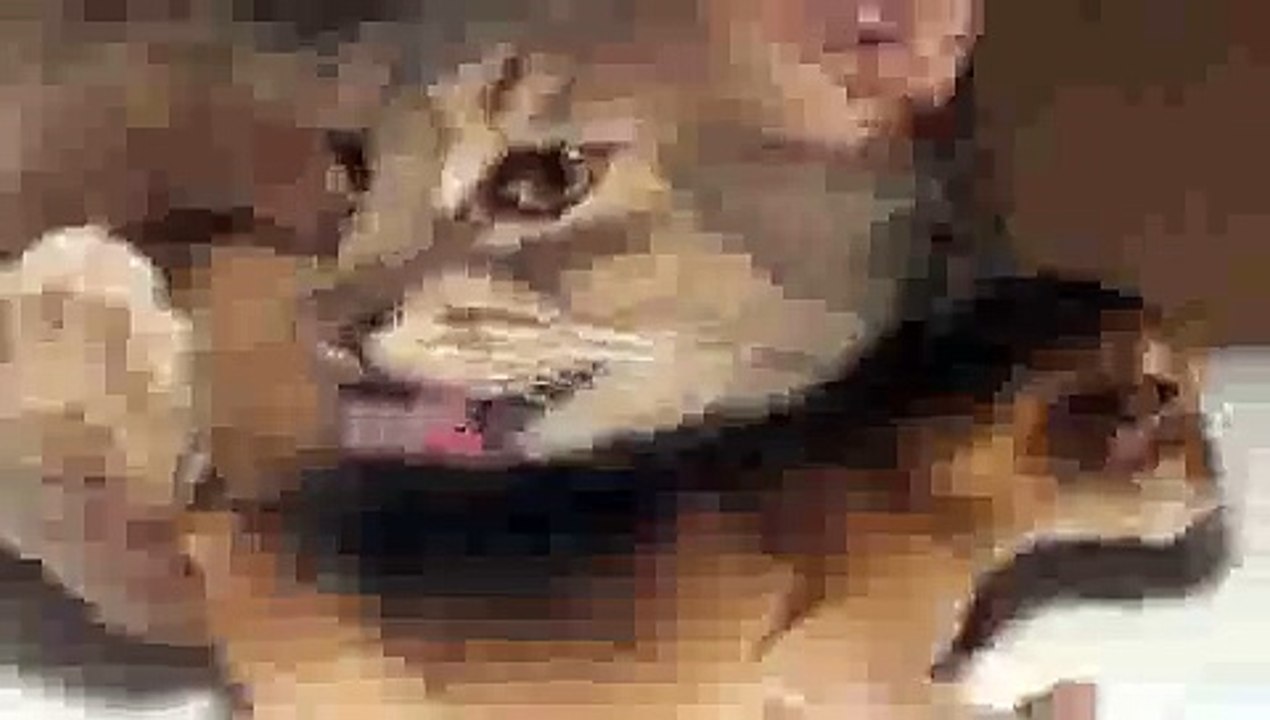 Newborn Kitten's First Bath - Precious Moments!