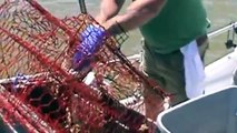 Fishin' Time - Blue Crabs (Catching & Cleaning)