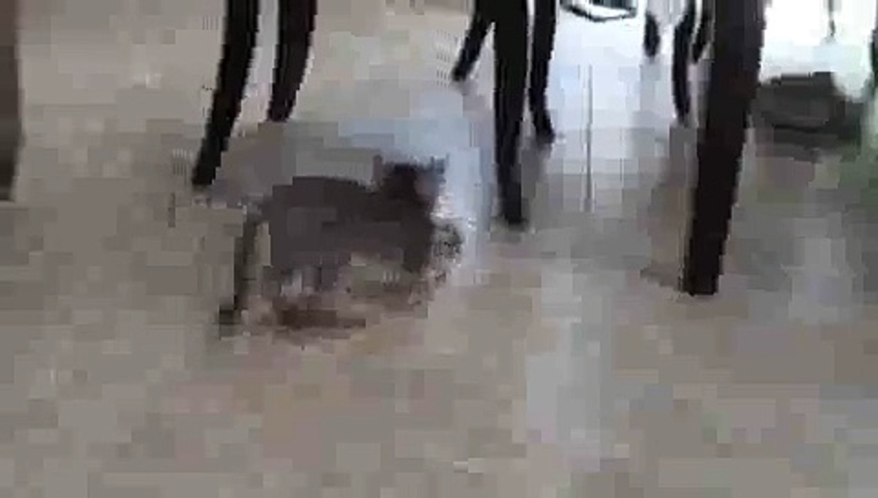 Aby Kitten Playing - Hex Bug Fun!
