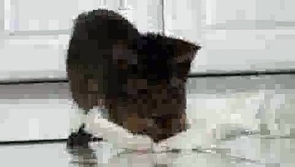 Abyssinian Cat Lazer Pounce!!(ipad)