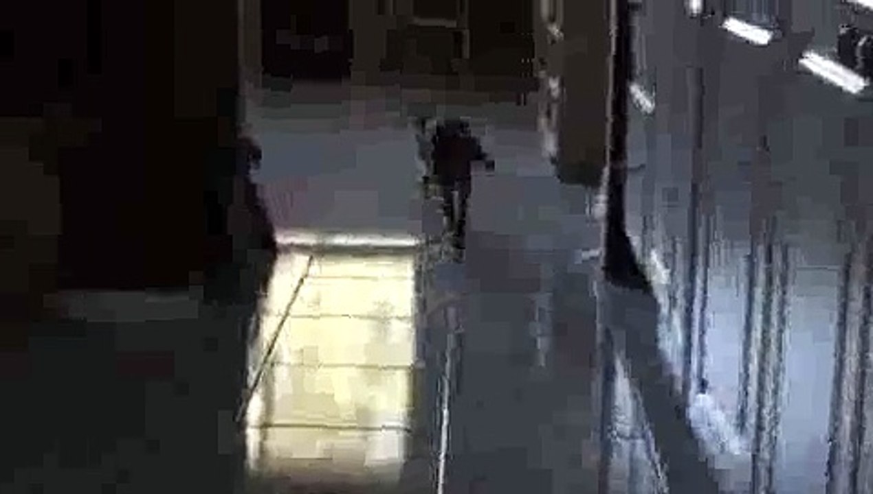 Cat Playing Fetch