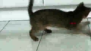 Cat plays with Laser Pointer