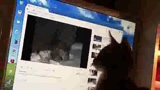 Cat Reaction to YouTube Video