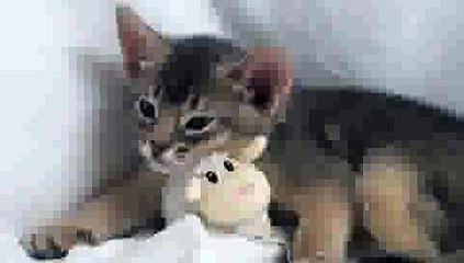 Cute Kitten sleeping with Teddy Bear