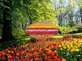 صور رائعة لمزارع الورد في هولندا