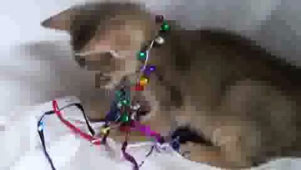 Playful Kitten with Jingle Bells
