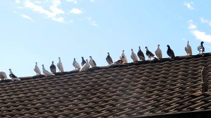 Pigeons on my roof