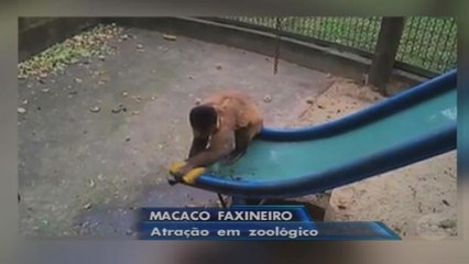 Macaco que faz faxina vira atração do zoológico de Piracicaba