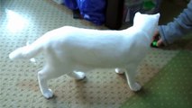 少女時代の白猫ユキ White cat Yuki of the girlhood