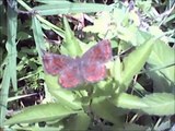 butterflies from guatemala mariposa metalmark de color pardo muy comun