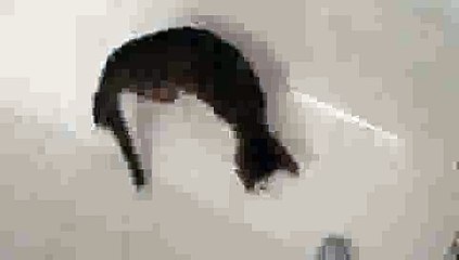 Kitten Playing in Bathtub(ipad)