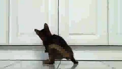 Kitten Playing with Laser Pointer