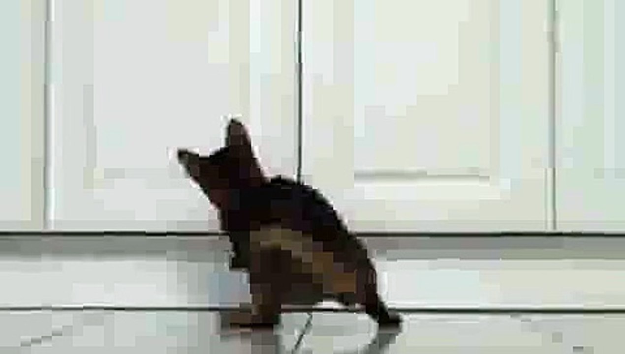 Kitten Playing with Laser Pointer