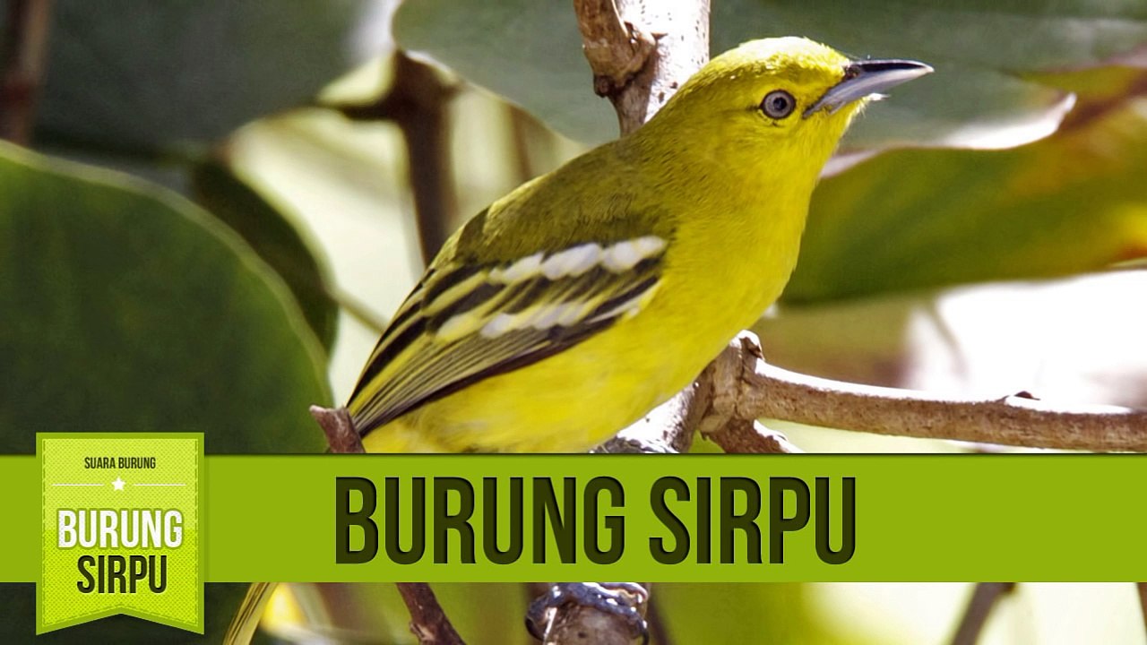 Suara Sirtu Ngoceh Gacor Ngerol - Suara Cipoh Ngoceh Gacor