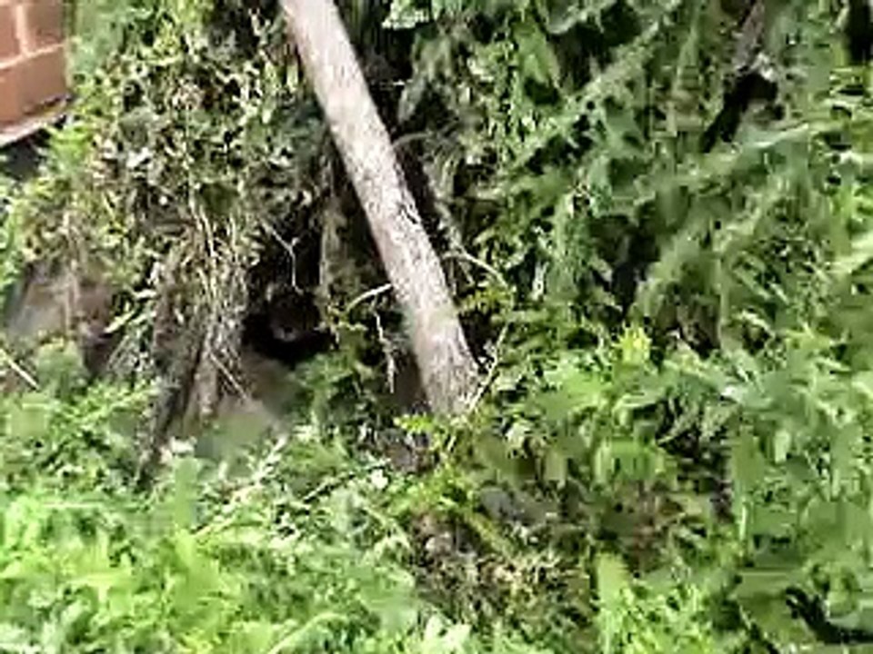 Baby Stray Cats in my Back Yard