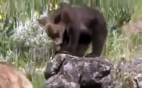 Grizzly Bears Fighting Wolves In The Wild Full Documentary Wildlife Animals