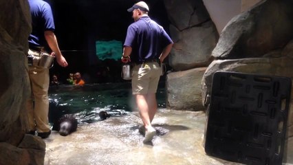 Sea Otter Training @ Georgia Aquarium