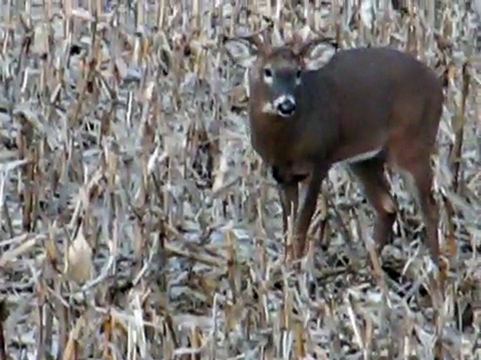 Snort wheeze buck & decoy bowhunt Nebraska