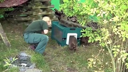 SureFlap Microchip Pet Door Raccoon Testing