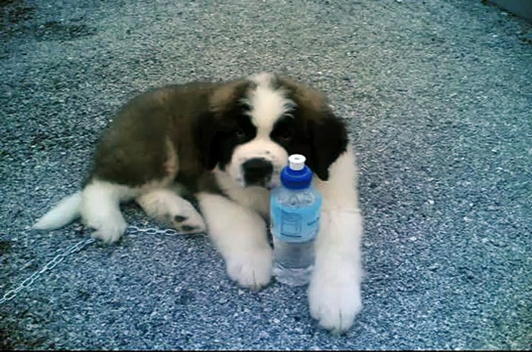 cane san bernardo isernia