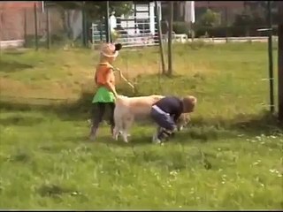 Akita & Husky playing with children
