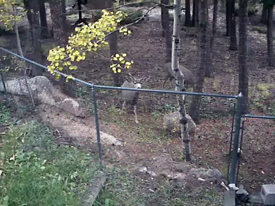 Deer in Backyard