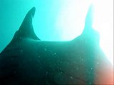 Diving with Mantas in Thailand