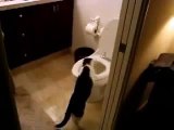 Cat flushing our money down the toilet