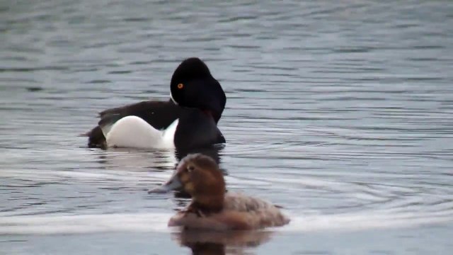Fuligule à bec cerclé Aythya collaris Ring Necked Duck