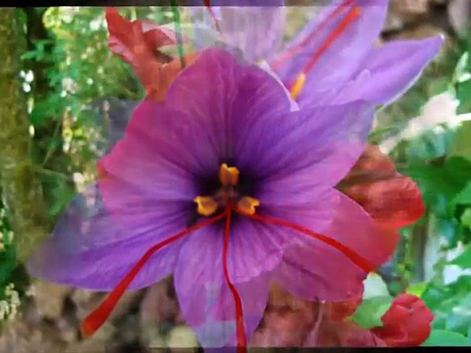 Sidney Bechet : "Petite Fleur" interprété par Maxim Saury