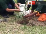 MINAG - AGRORURAL - 5000 árboles en acantilados de la Costa Verde en Magdalena