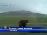 Редкий бурый медведь напал на туристов в Китае