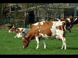 LOS WAWANCO      LA VACA GORDA Y LA VACA FLACA