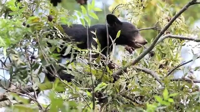 Monterrey, Tierra de Osos