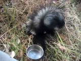 Release of wild skunk, Animal Advocates, Mary Cummins