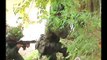 Entrenamiento en agua de los comandos de Fuerzas Especiales Ejército Nacional de Colombia